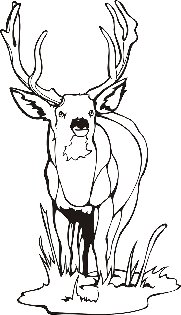 45 Deer Templates Animal Templates