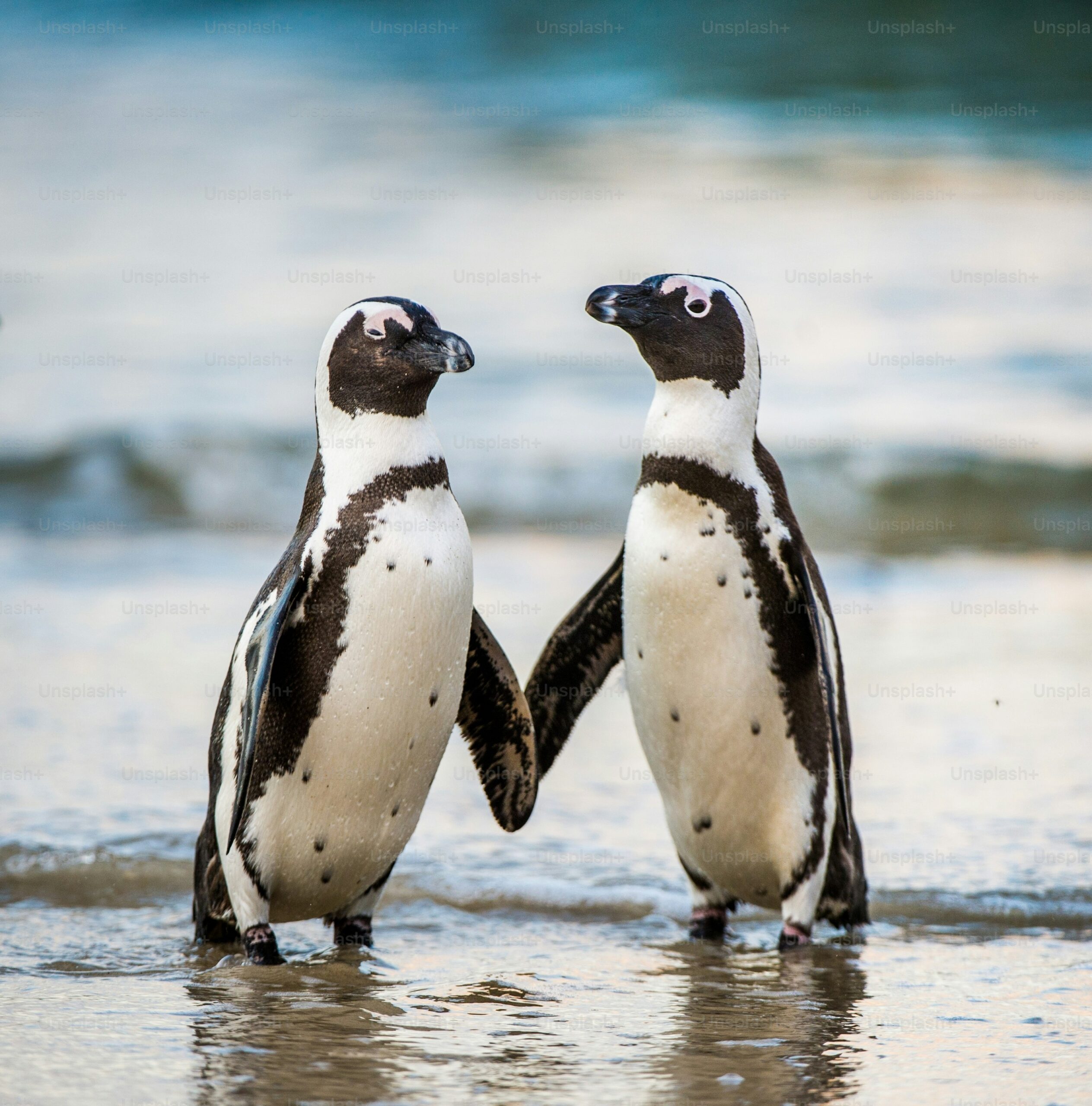 500 Best Penguin Pictures HD Download Free Images On Unsplash
