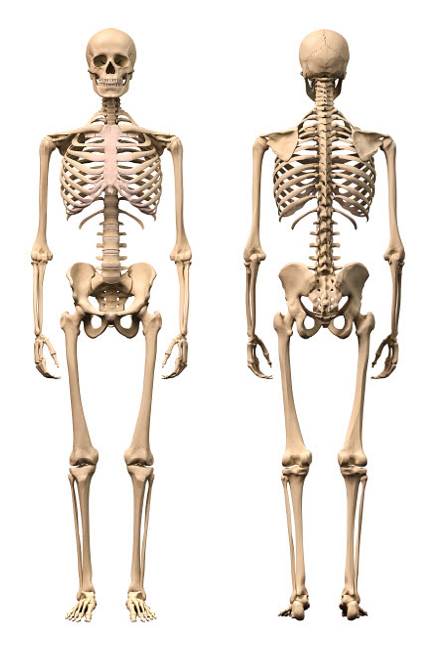 Anatomy Of Male Human Skeleton Front View And Back View Poster 