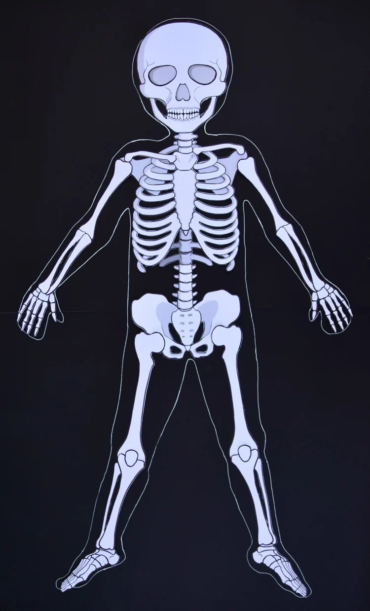 Life Size Printable Human Skeleton For Kids