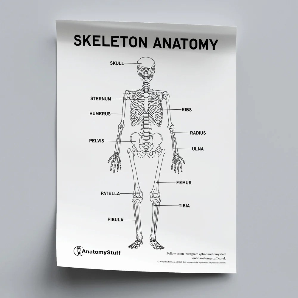 What Is A Printable Human Skeleton Template