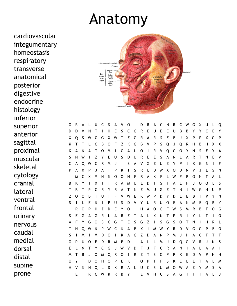Anatomy Word Search WordMint
