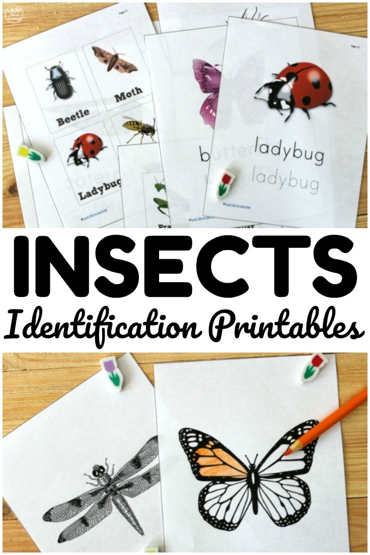 Insects Printables For Kids