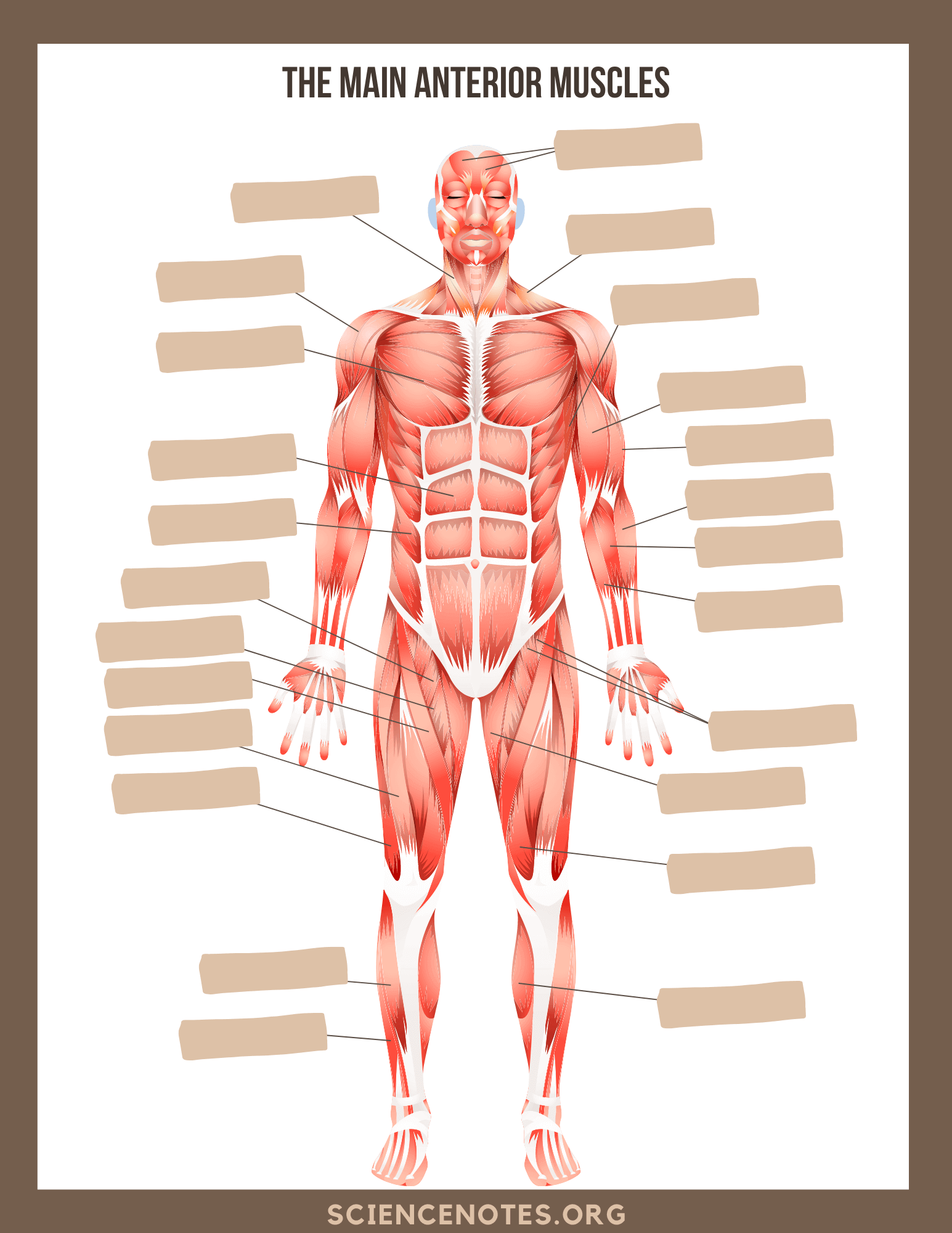 Human Anatomy Worksheets And Study Guides Worksheets Library