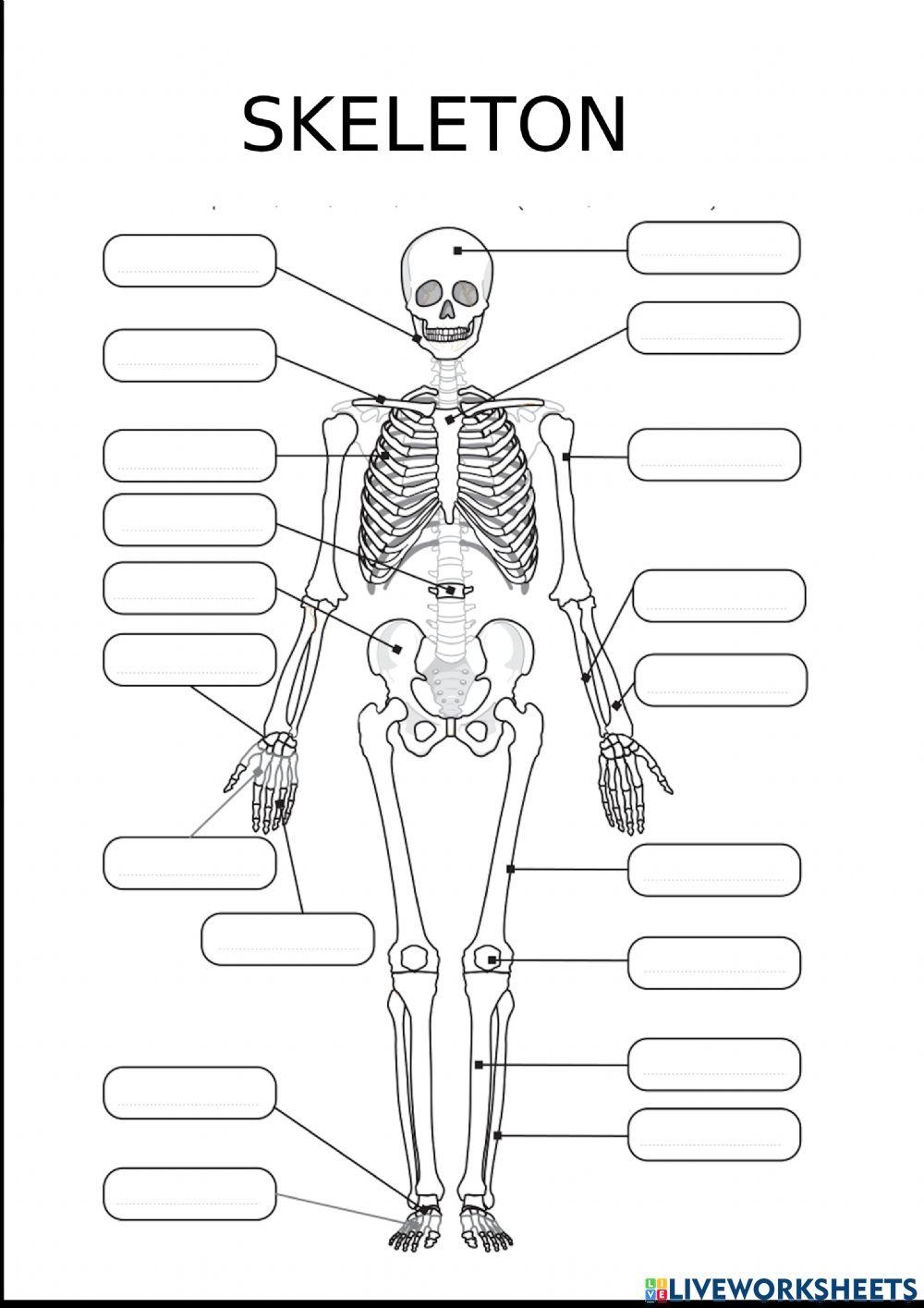 Label The Bones Free Interactive Worksheets 1593273