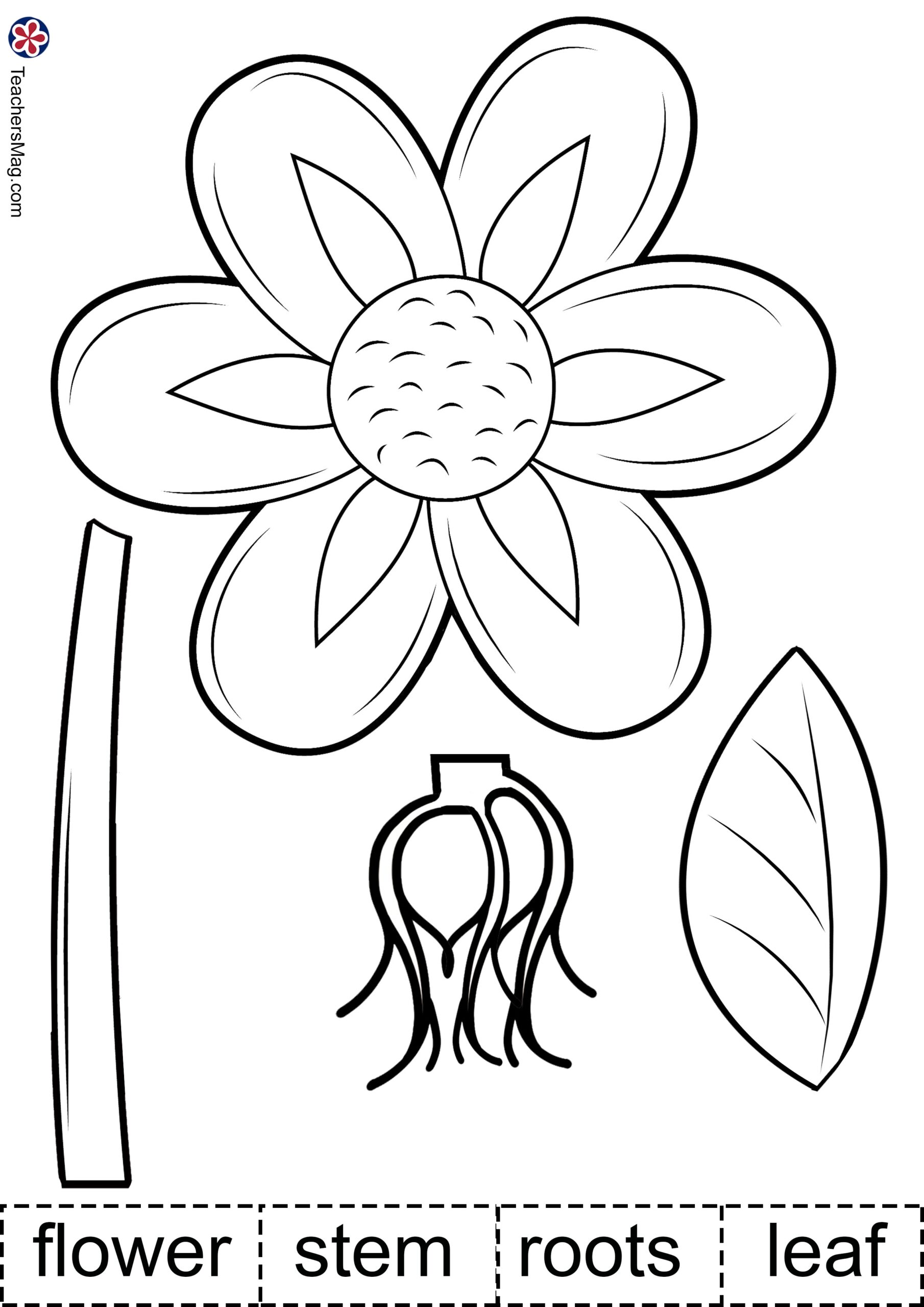 Parts Of A Plant Printable Flower Worksheet