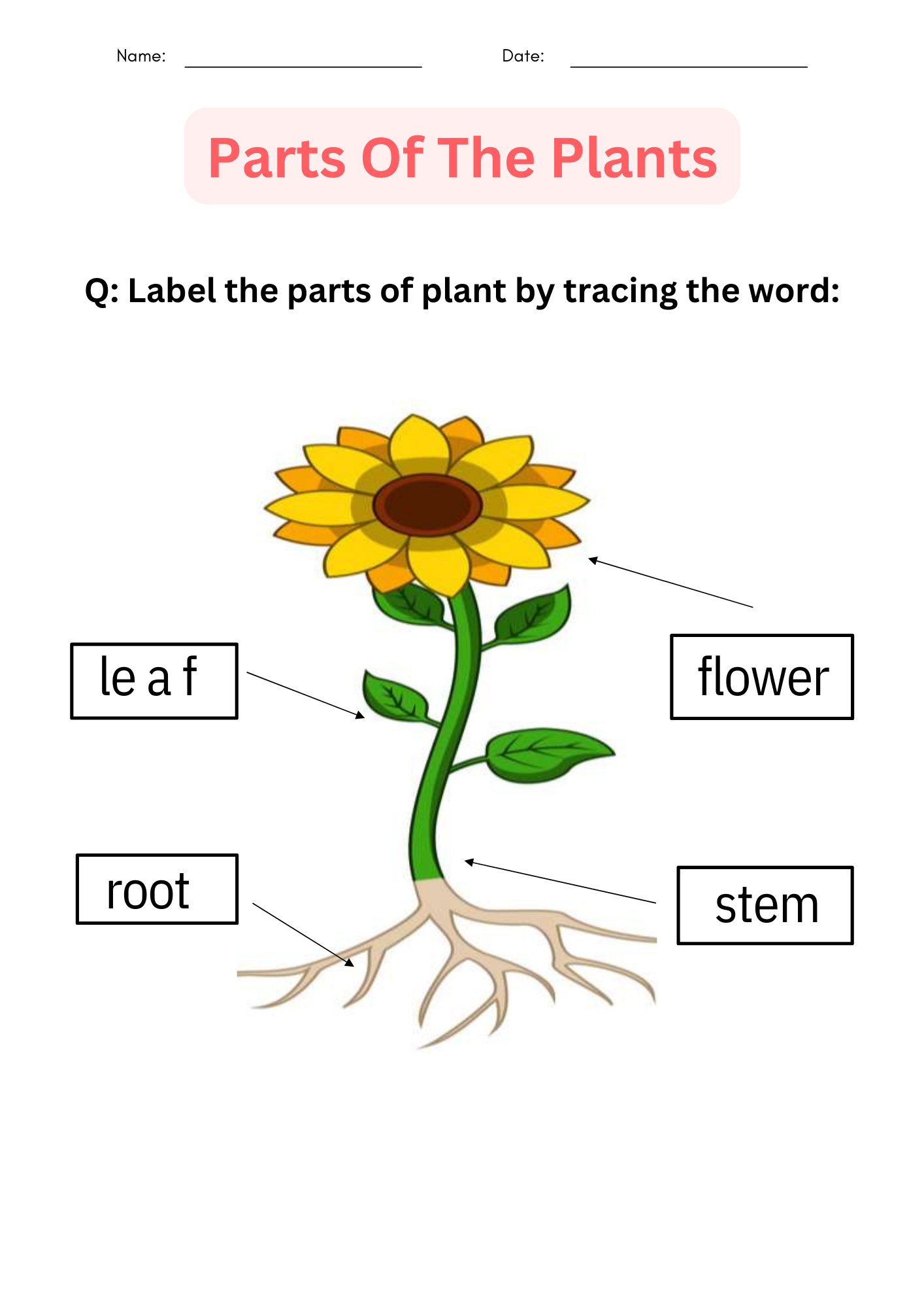 Printable Activities Parts Of A Plant Worksheet For Kindergarten 