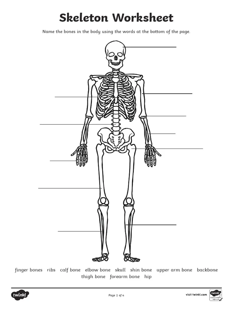 Printable Skeleton To Label Worksheet