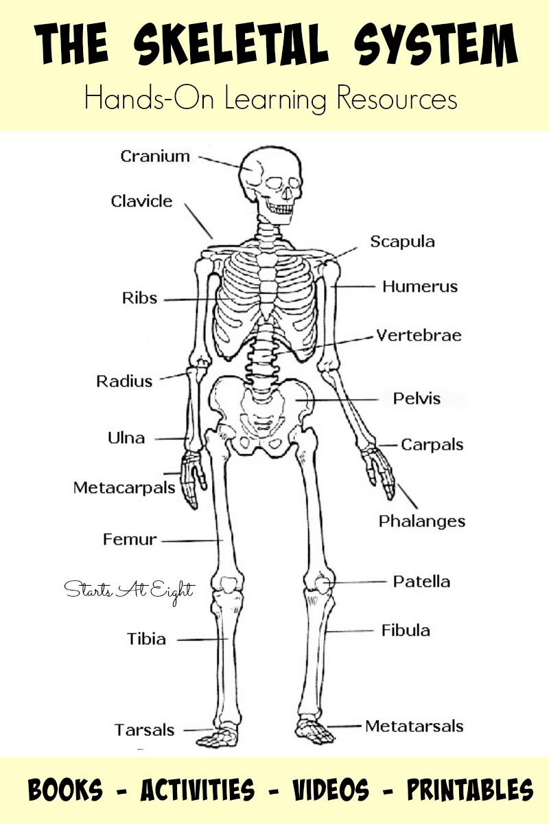 Labeled Skeletal System Printable