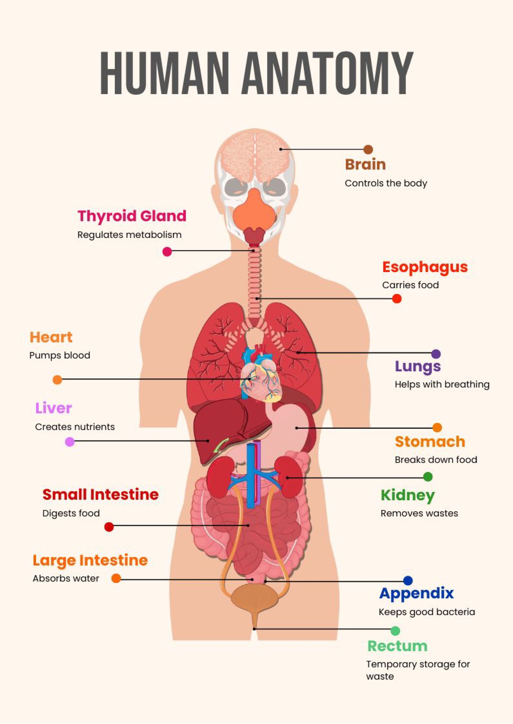 Free Printable Body Anatomy