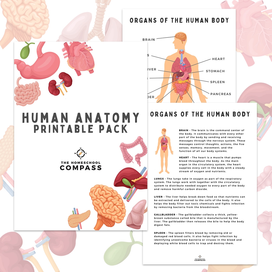 Free Printable Anatomy Worksheets For College