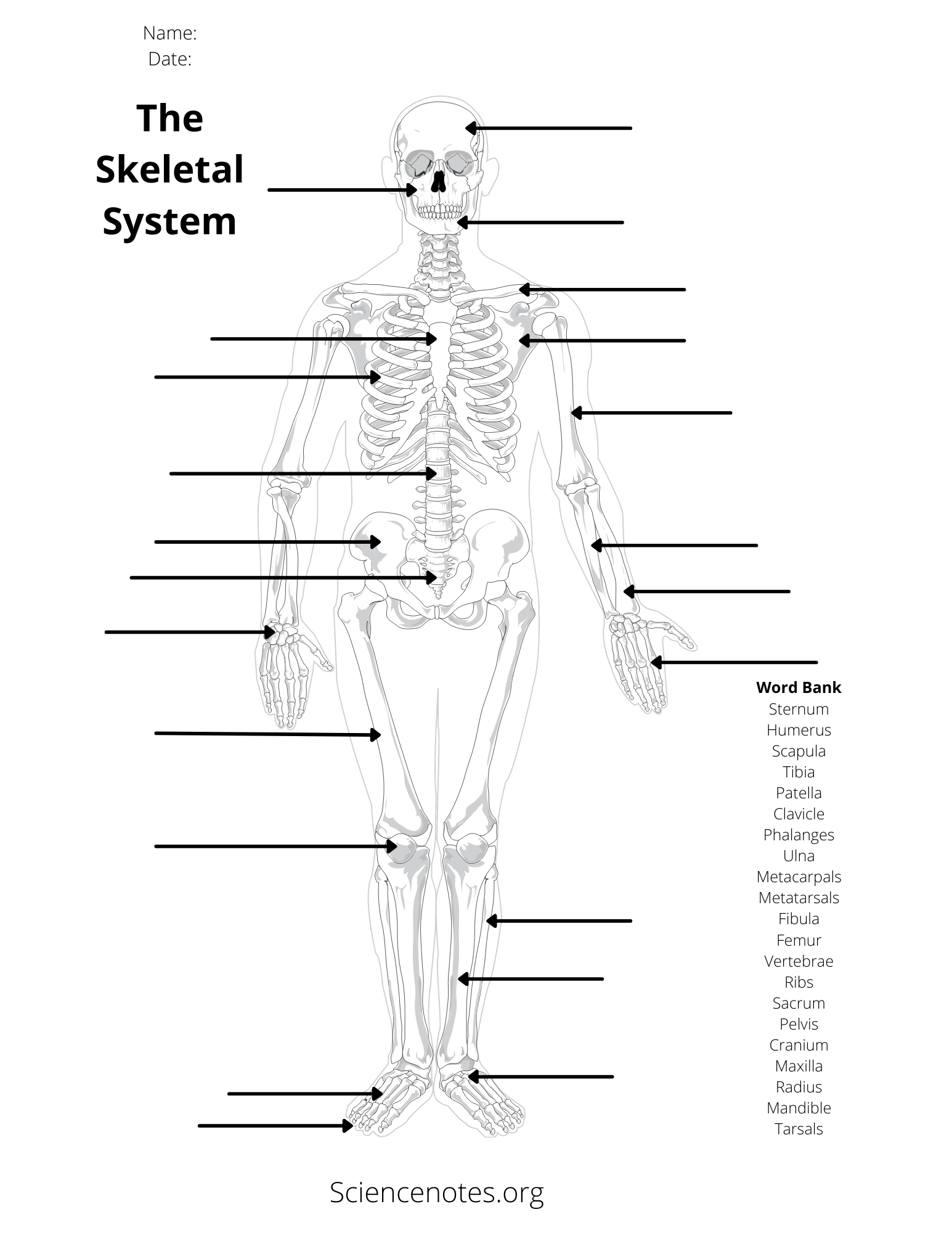 Skeleton Worksheet Printable