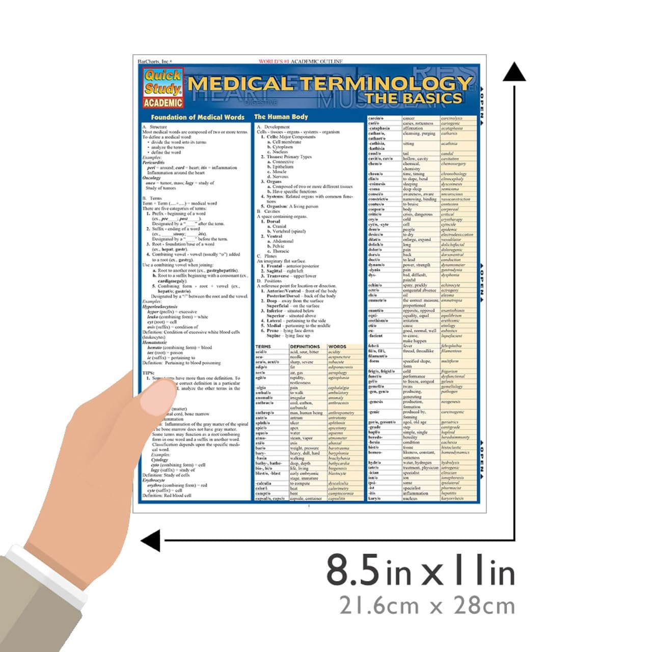 Medical Terminology The Basics Printable