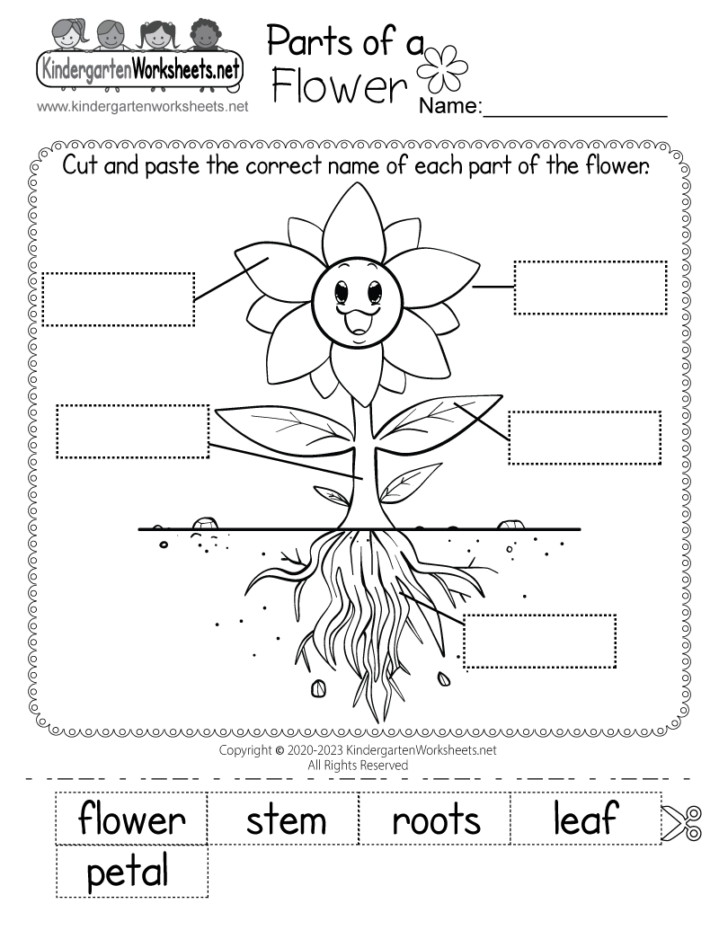 Parts Of A Flower Worksheet Free Printable Digital amp PDF