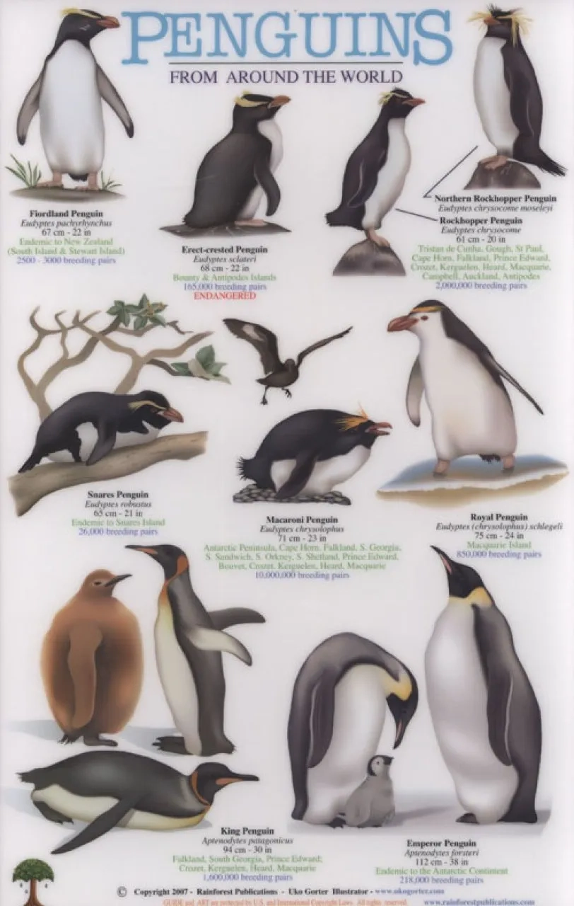 Penguins From Around The World NHBS Field Guides amp Natural History
