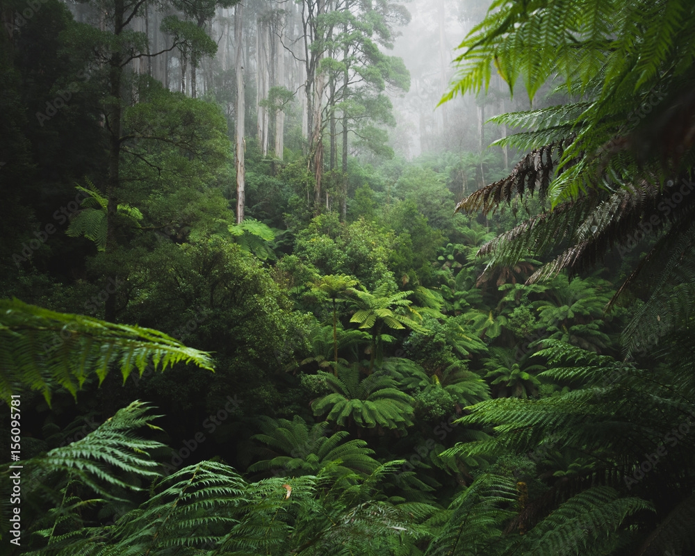Poster Lush Rainforest With Morning Fog Wall Art UkPosters