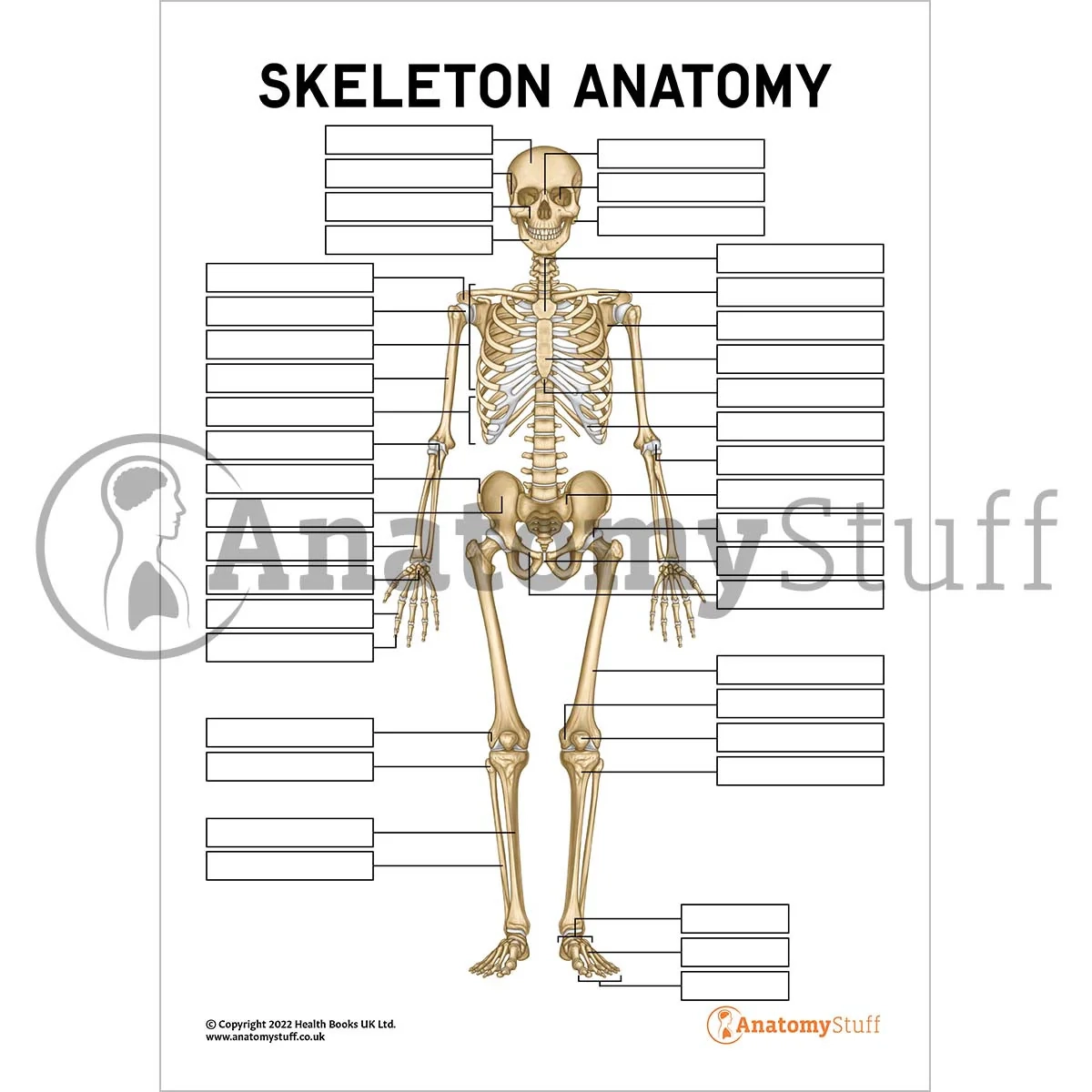 Skeleton Anatomy Worksheet Anatomy Digital Download AnatomyStuff