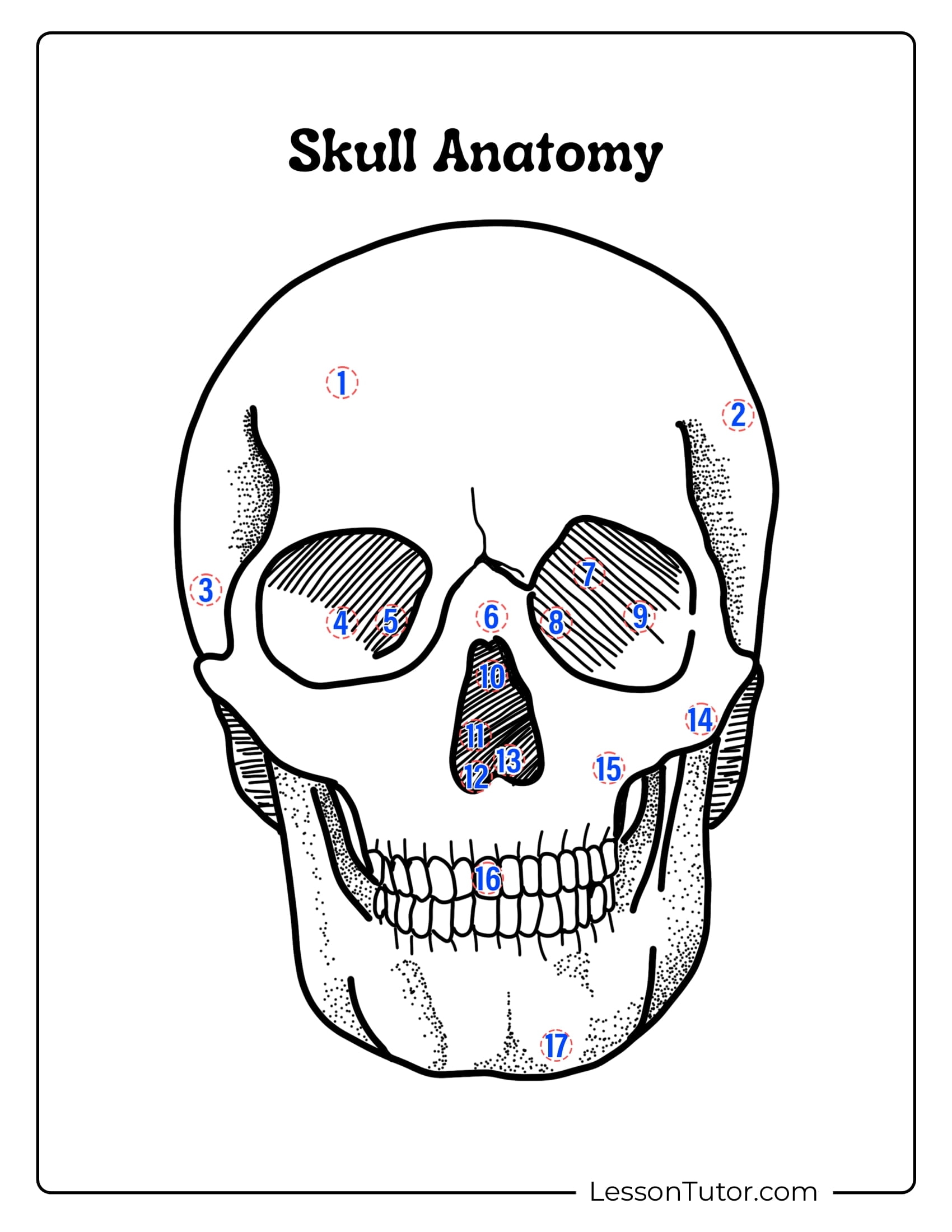 Skeleton System Worksheets Free Coloring Pages PDF Printables 