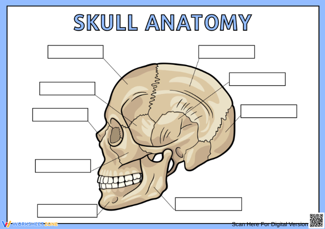 Printable Skull Labeling Worksheet